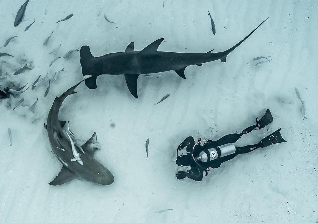 Így éld túl a cápatámadást! – Tippek szakértőtől