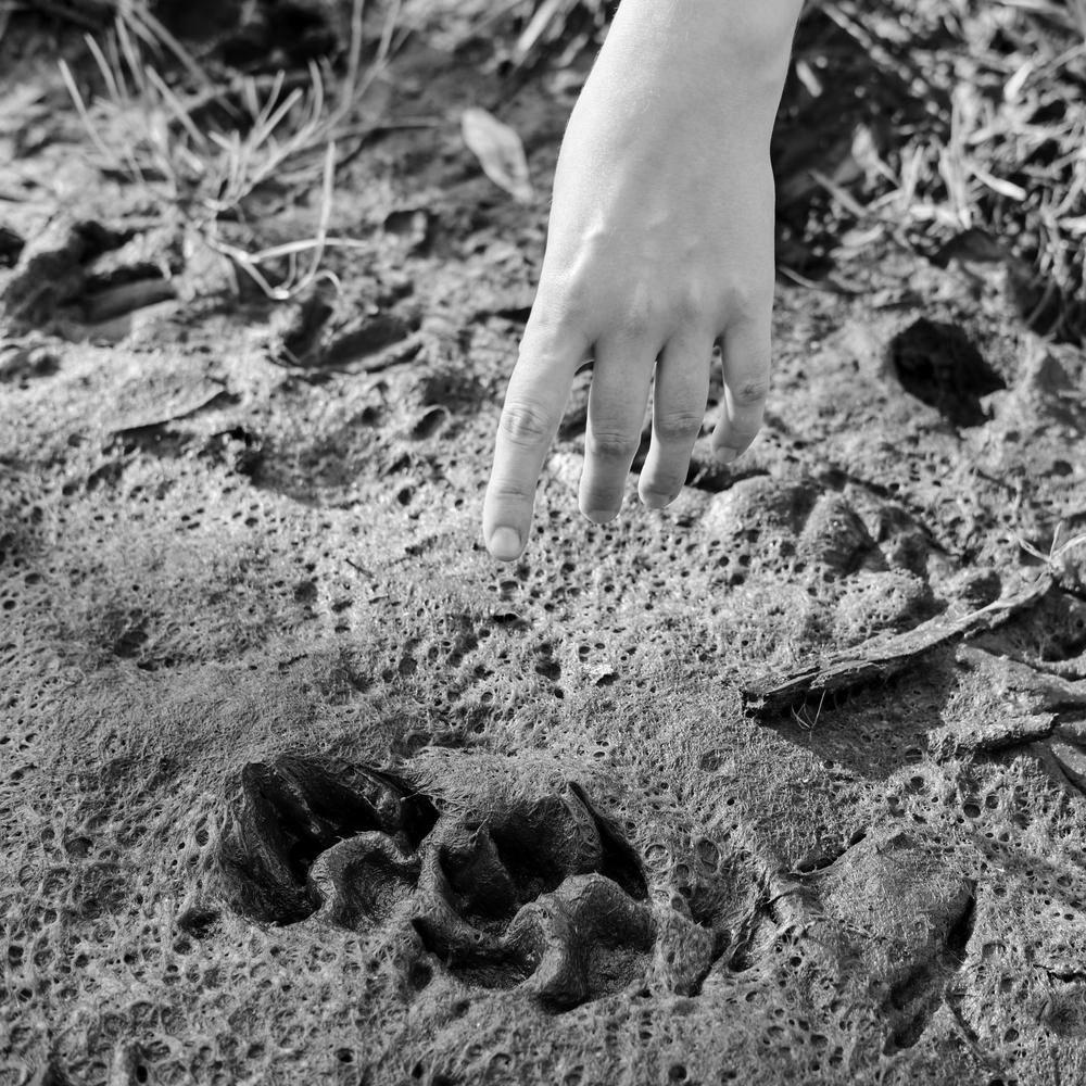 Az új kedvencünk: vadlábnyom-felismerő app