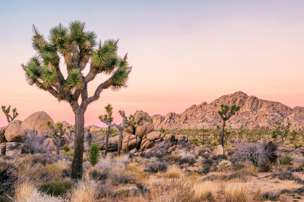 1 park, 2 sivatag: Joshua Tree