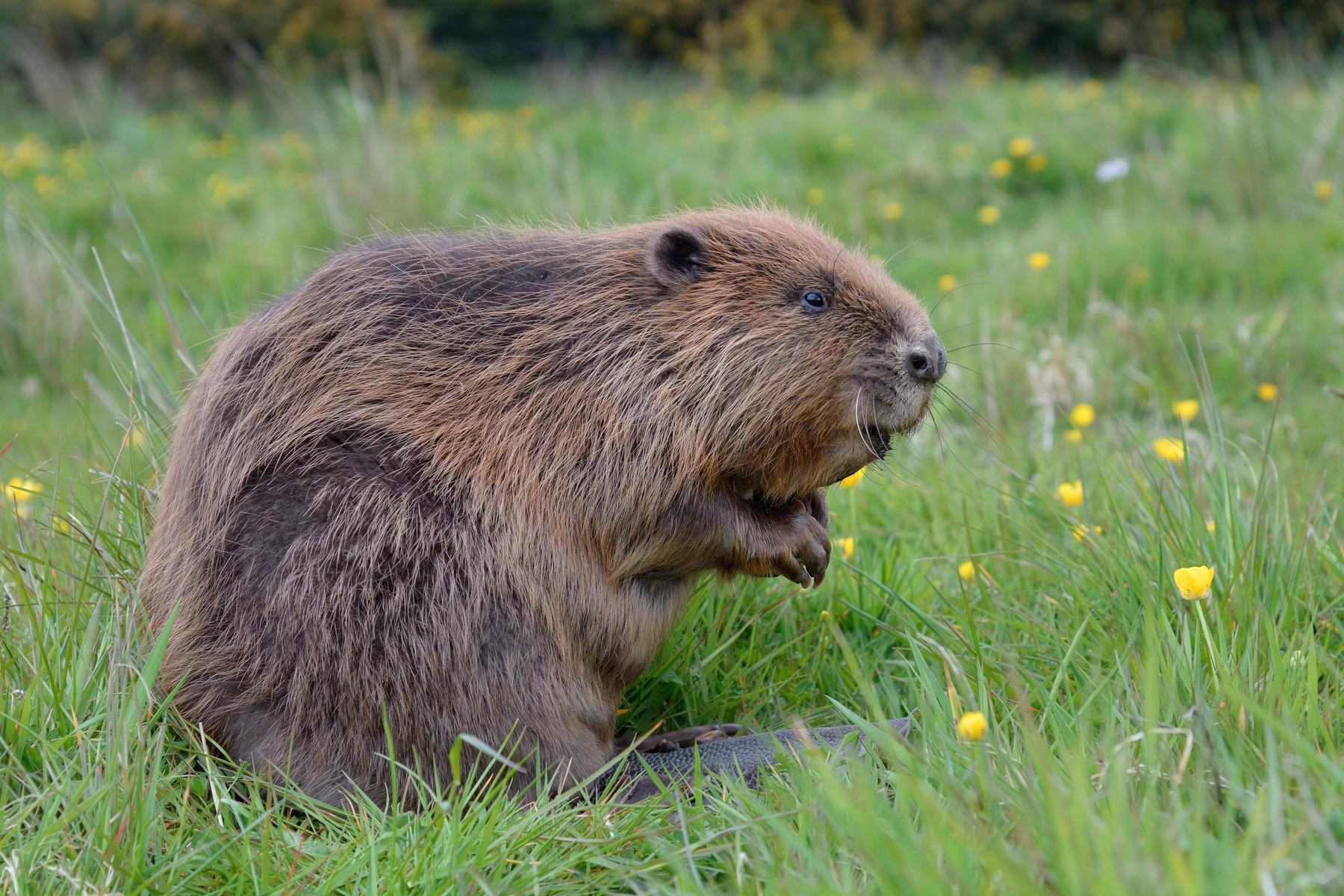 Élnek ilyen ritka állatok Magyarországon?