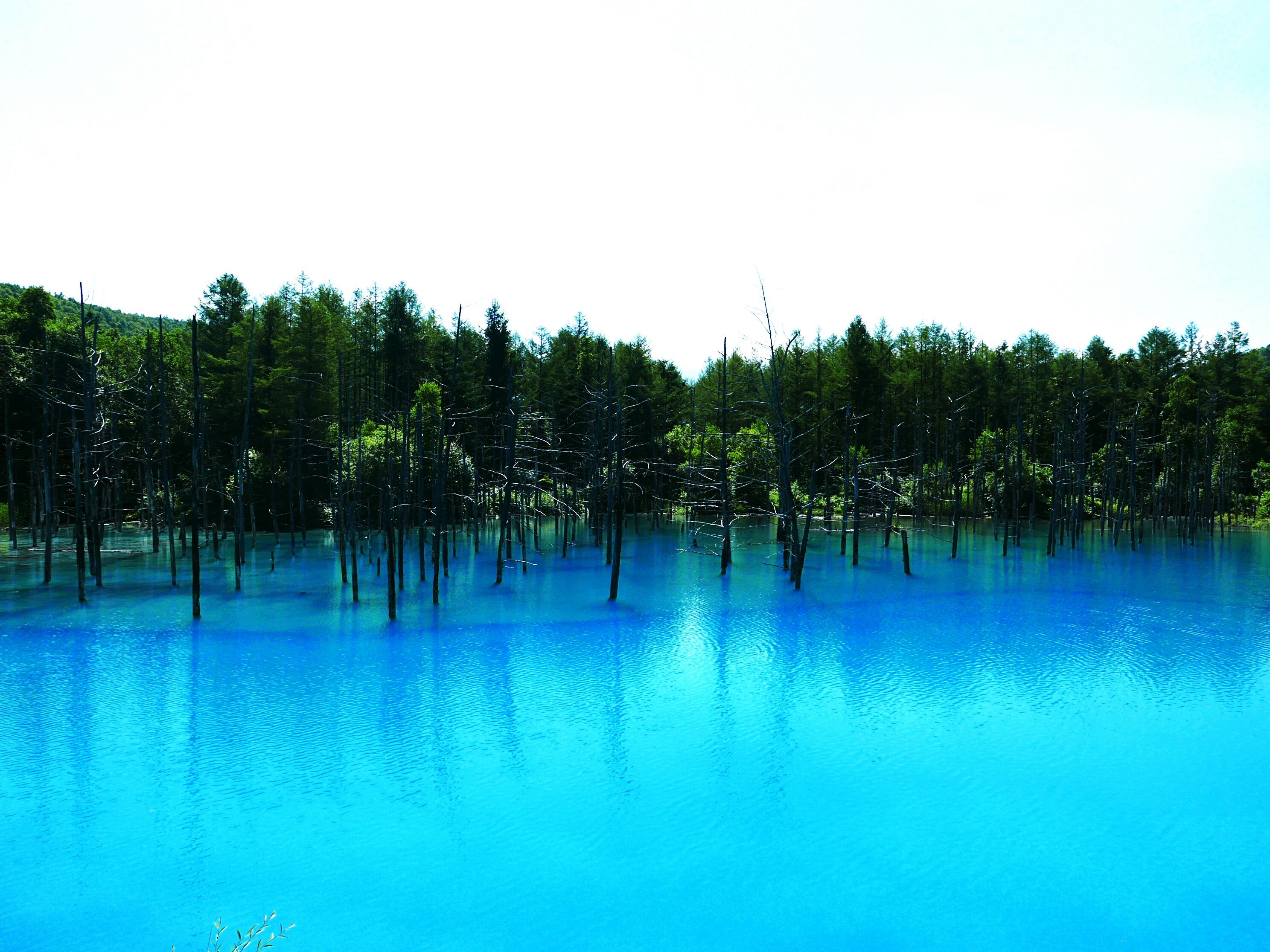 Szikrázóan kék, ám sajnos mérgező