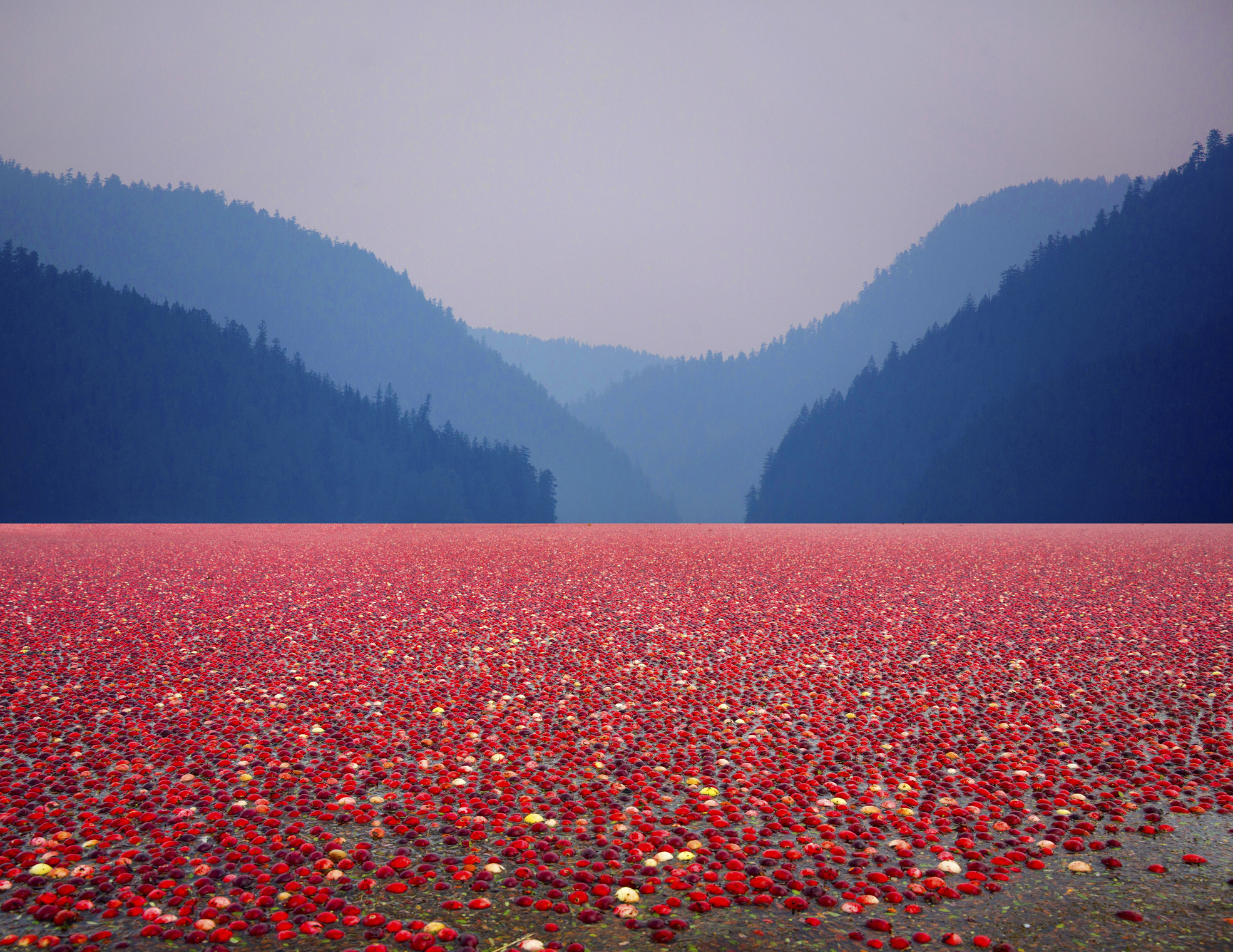 Árad a vörösáfonya