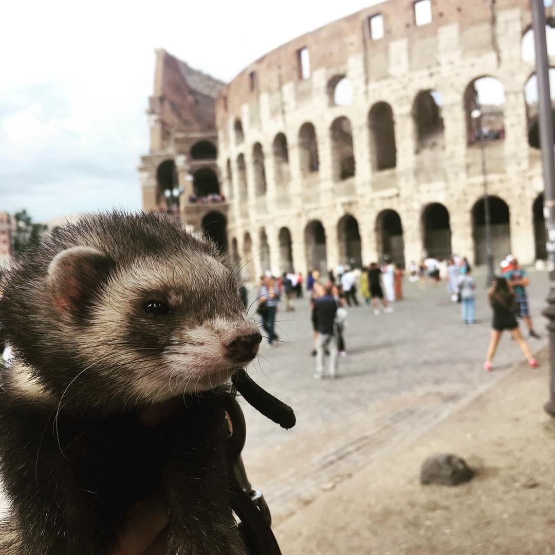 Bandit, a világutazó és terapeuta menyét