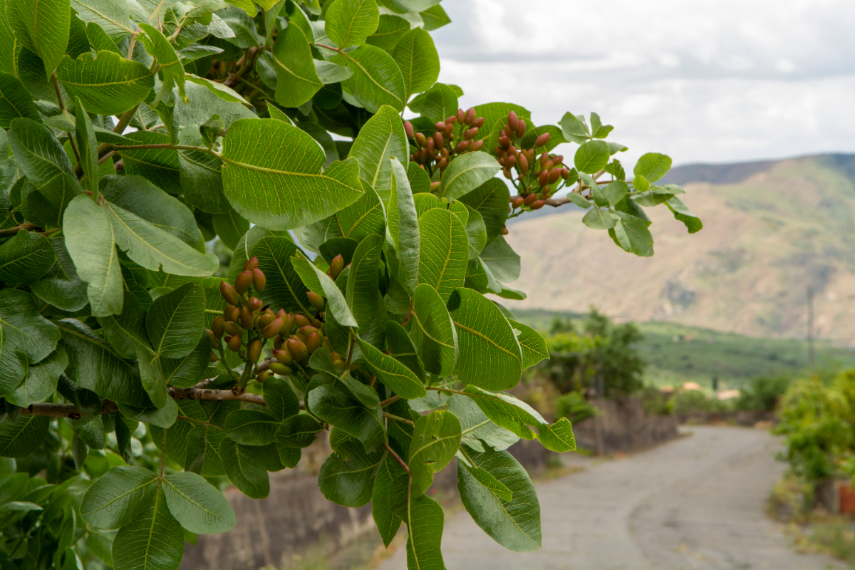 Szicília titkos települése, ami a pisztácia mekkájának számít