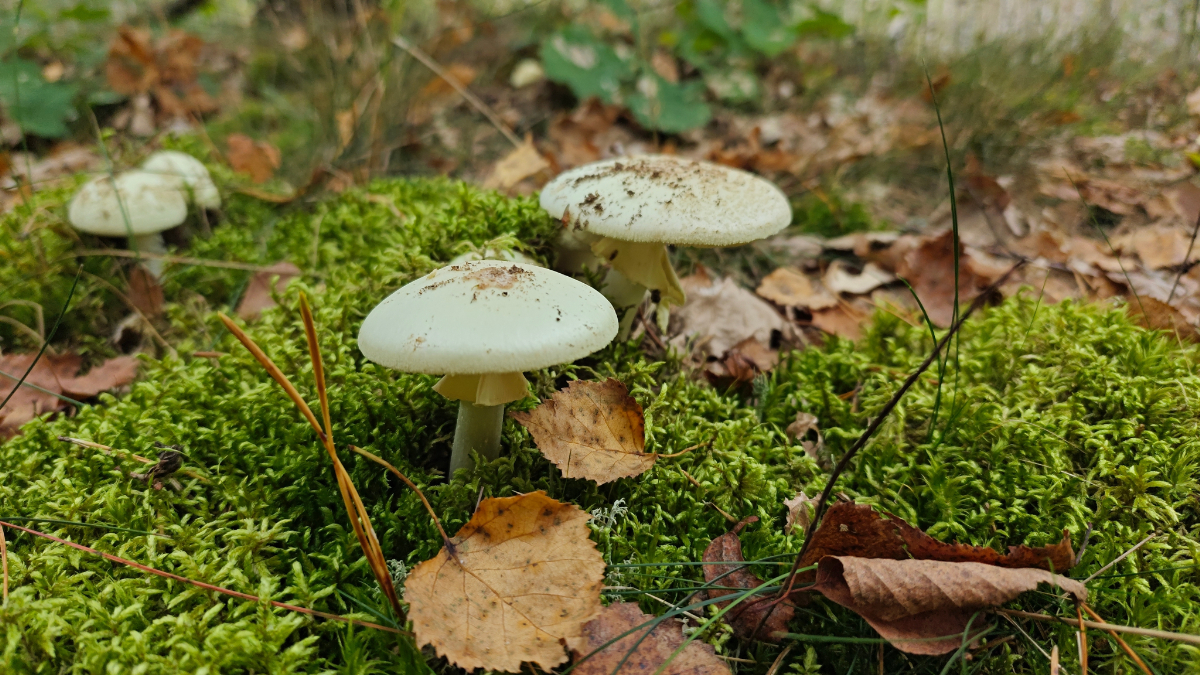 Egyre több a gyilkos galóca itthon – így ismerheted fel a mérgező gombafajtákat