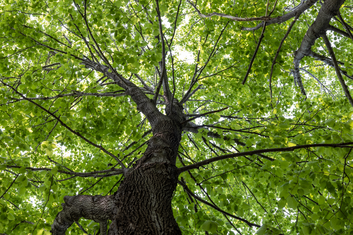 A leggyorsabban növő fafajták, amik gyorsan hűsítő árnyékot adnak a kertben