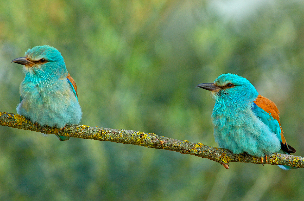 Költési rekord: jó évük van a szalakótáknak