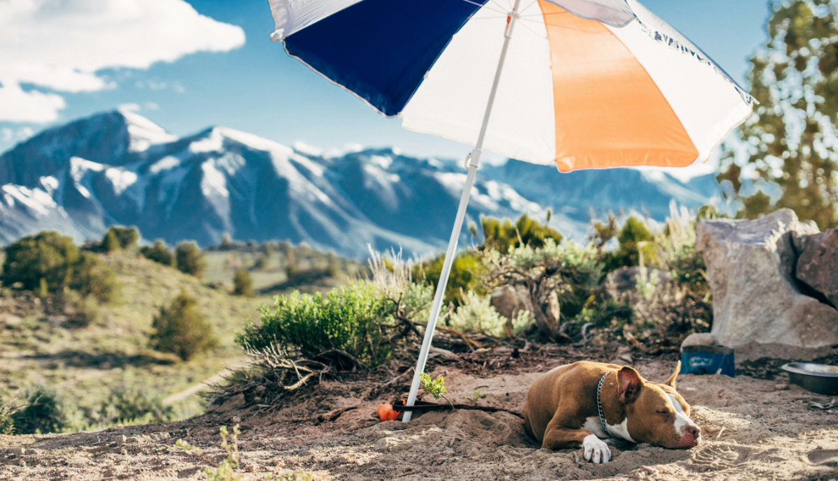 A 4 leggyakoribb hiba, amit a kutyás utazók elkövetnek