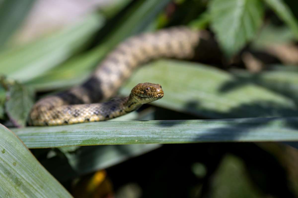 Ezért találkozunk több siklóval a Balaton-parti városokban