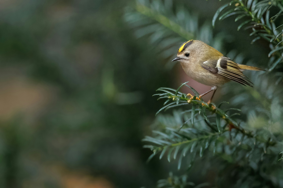 5 grammot se nyom Magyarország legapróbb madara