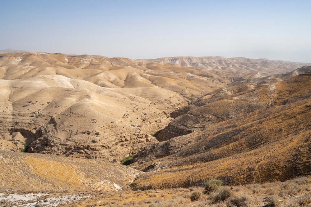 Egy sivatagban talált ezeréves magból kelt ki a Biblia „elveszett fája"