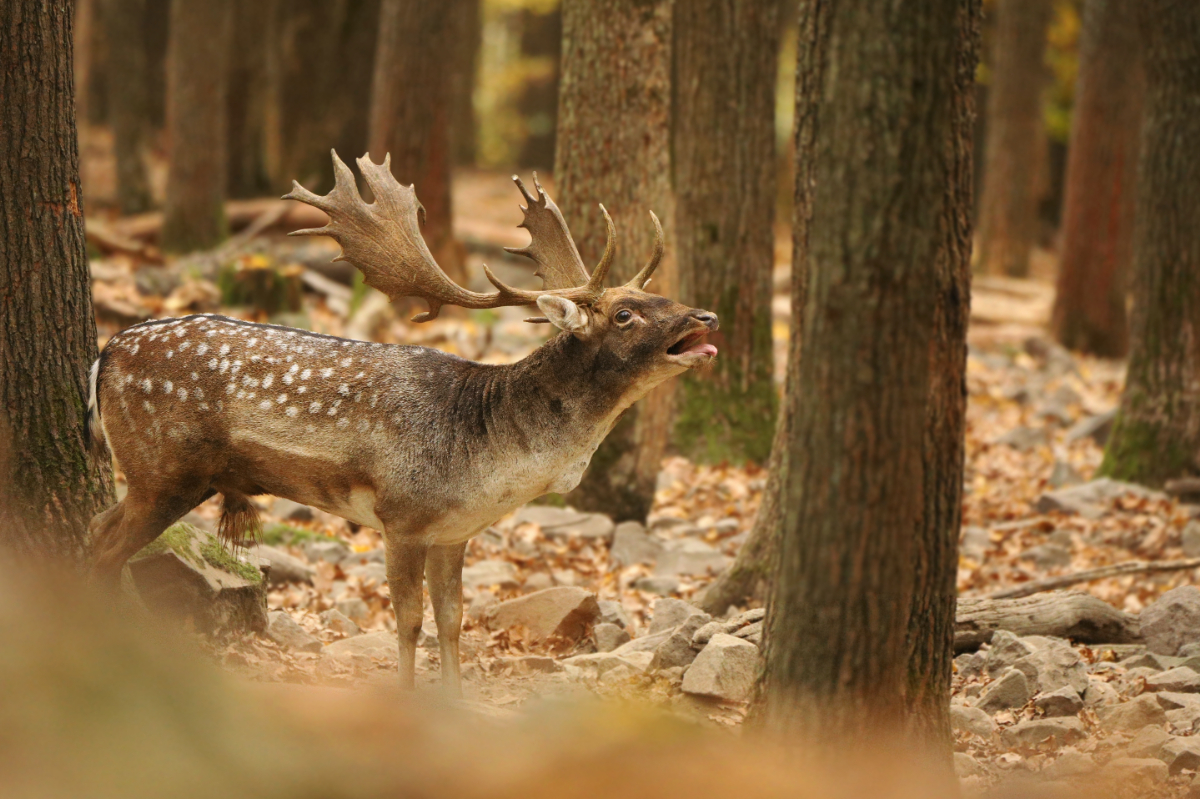 Szarvasbőgéstől zeng a Körösvölgyi Állatpark