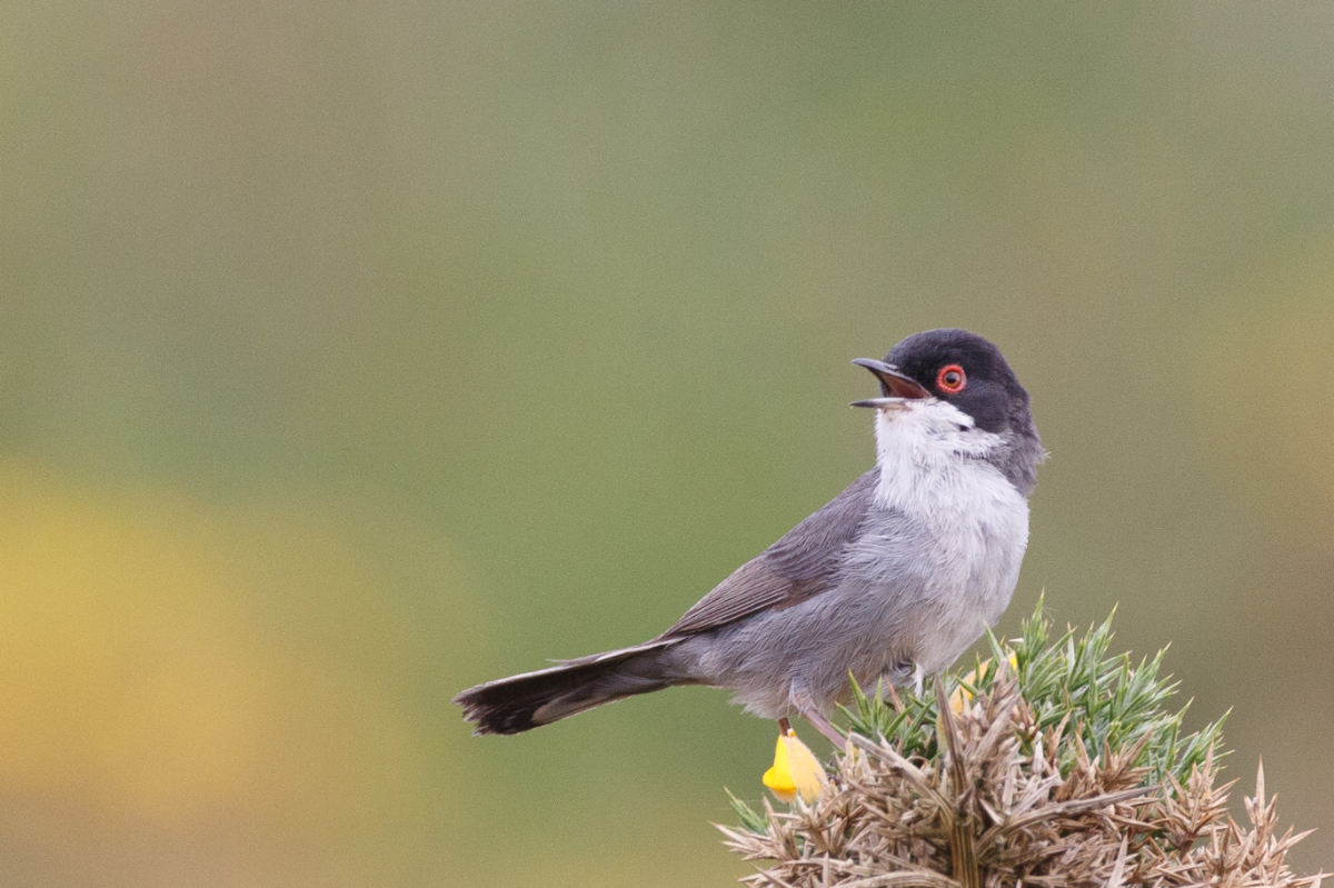 Olyan madárfajra bukkantak Szegeden, ami egész Európában ritkaságnak számít