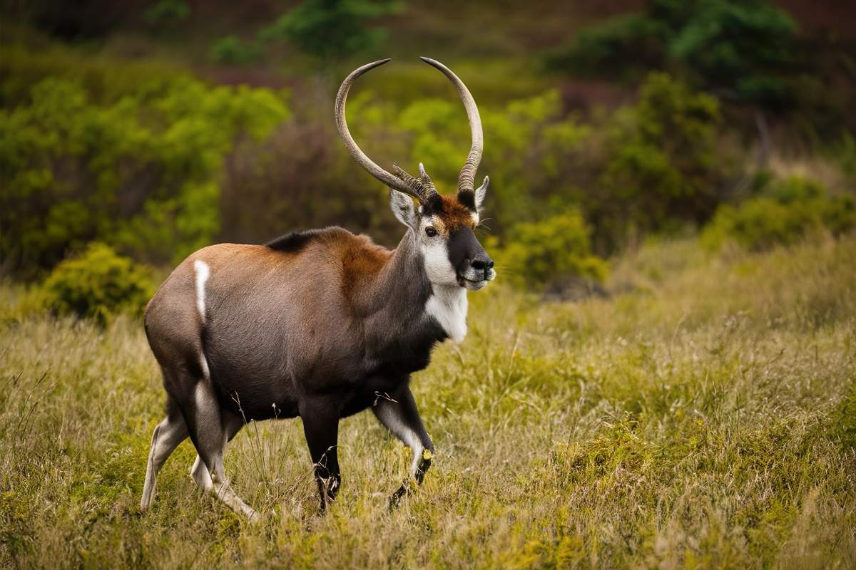 6 állat, ami akár már 2025-ben kihalhat