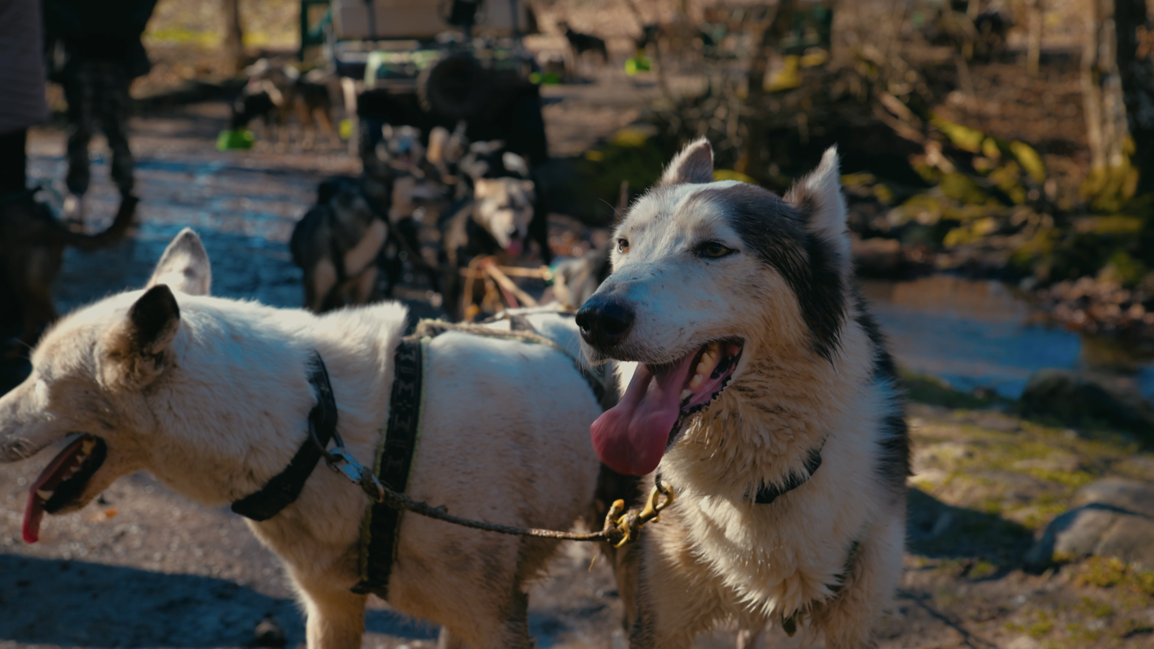 „Ez nekik nem tempó!" – szánhúzó kutyákkal a Mátrában