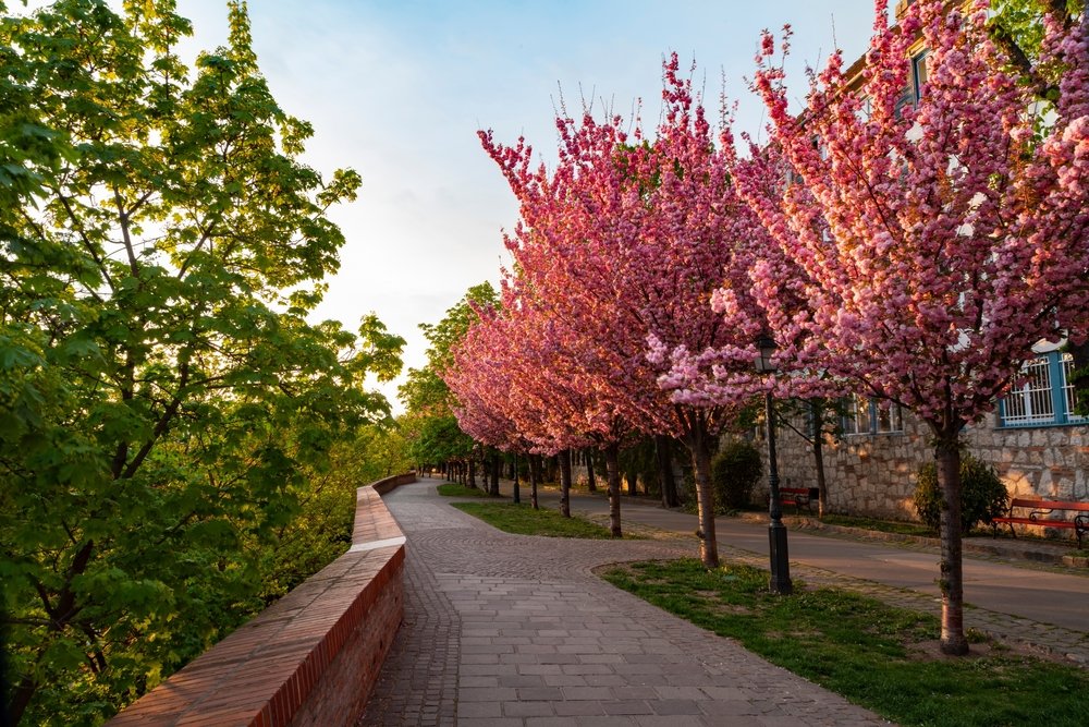 A legjobb budapesti helyszínek, ha gyönyörködnél a cseresznyevirágzásban