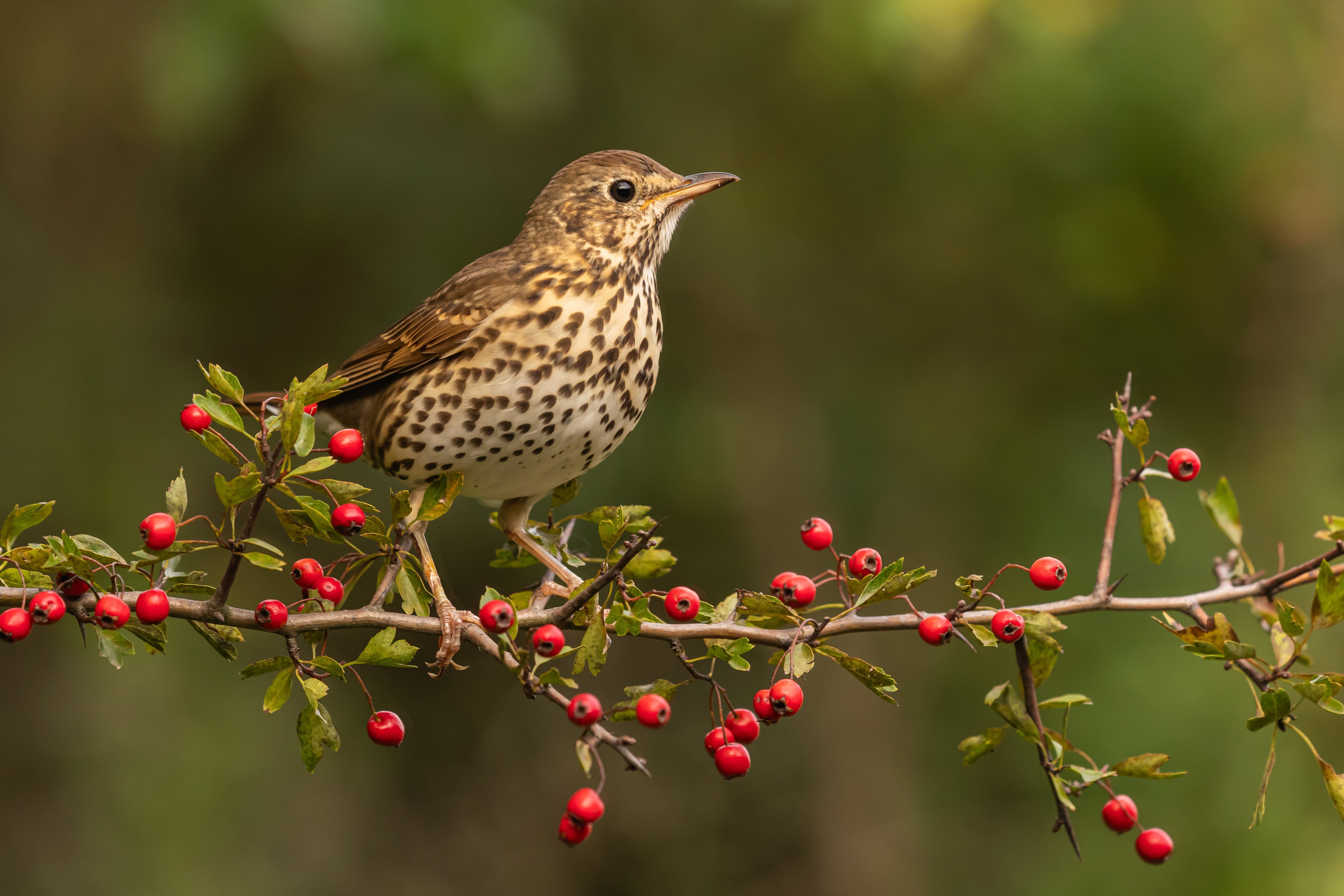 Újra dalolnak az erdők: megjöttek az énekes rigók