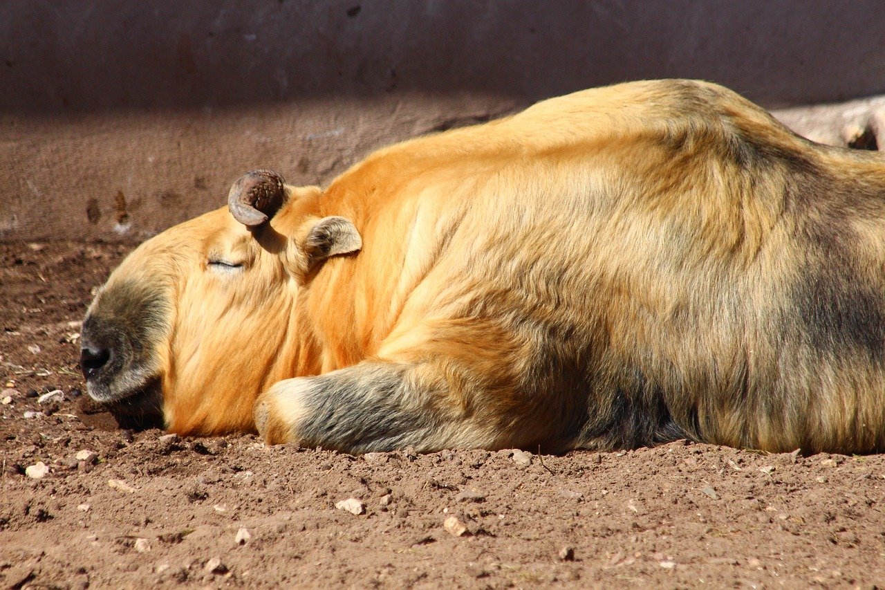 Videó: takinbébivel gyarapodott a Fővárosi Állat- és Növénykert
