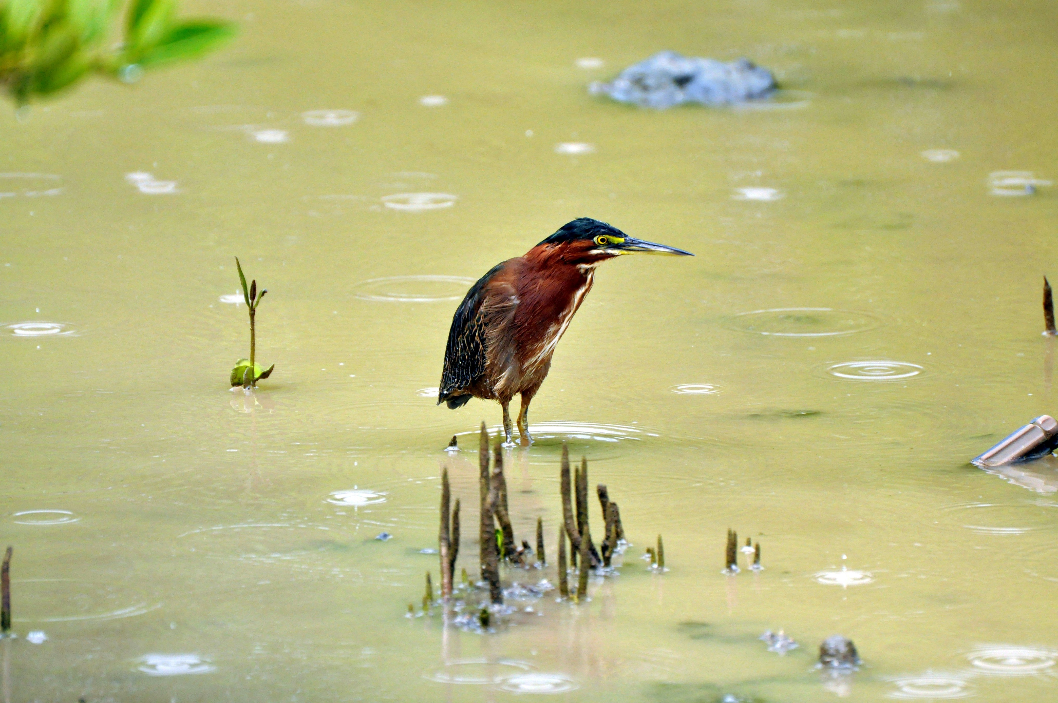 Videón a furfangos madár, ami csalival cserkészi be táplálékát