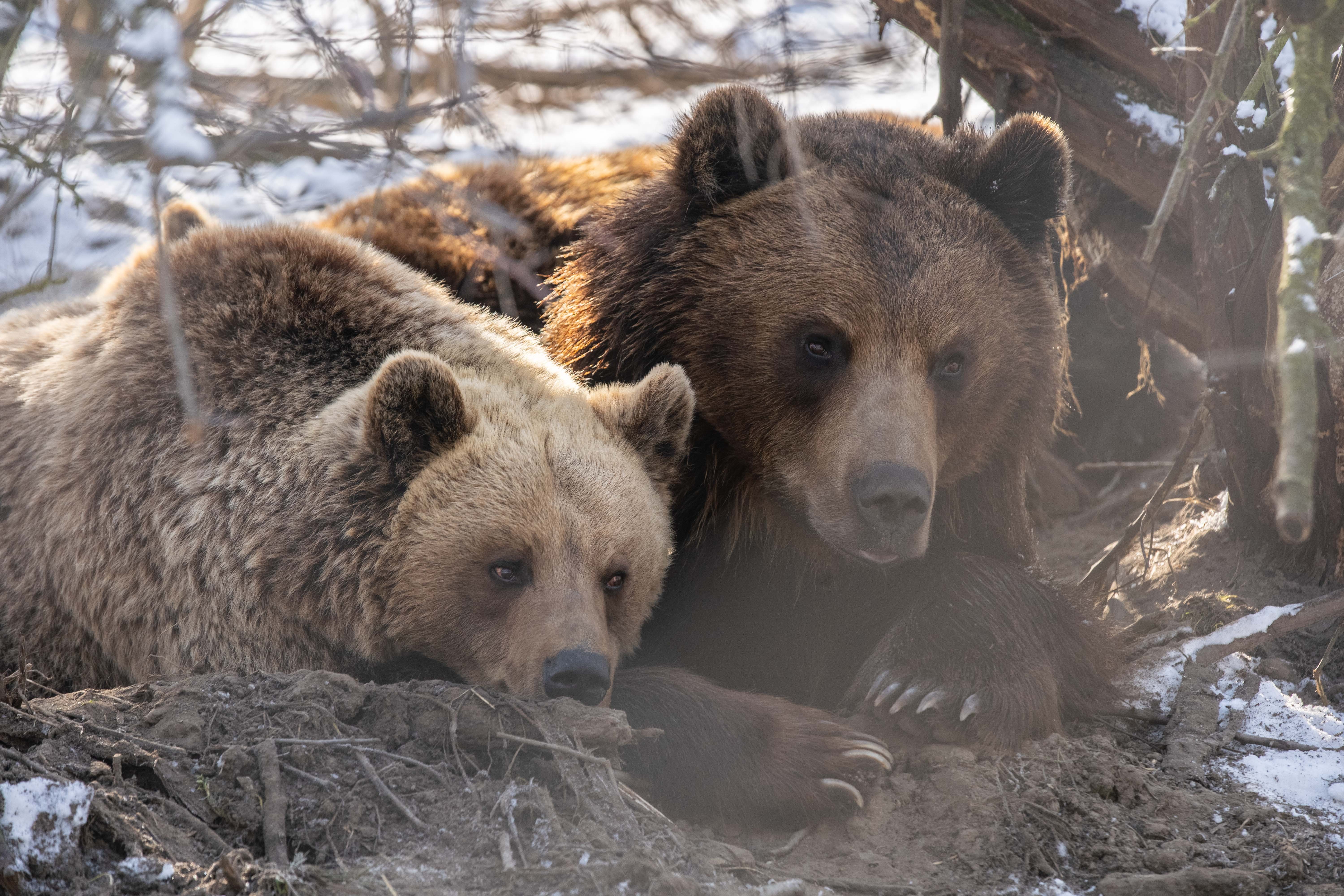 Békés és hosszú nyugdíjaskorra számíthatnak a „munka nélkül maradt” medvék Veresegyházon