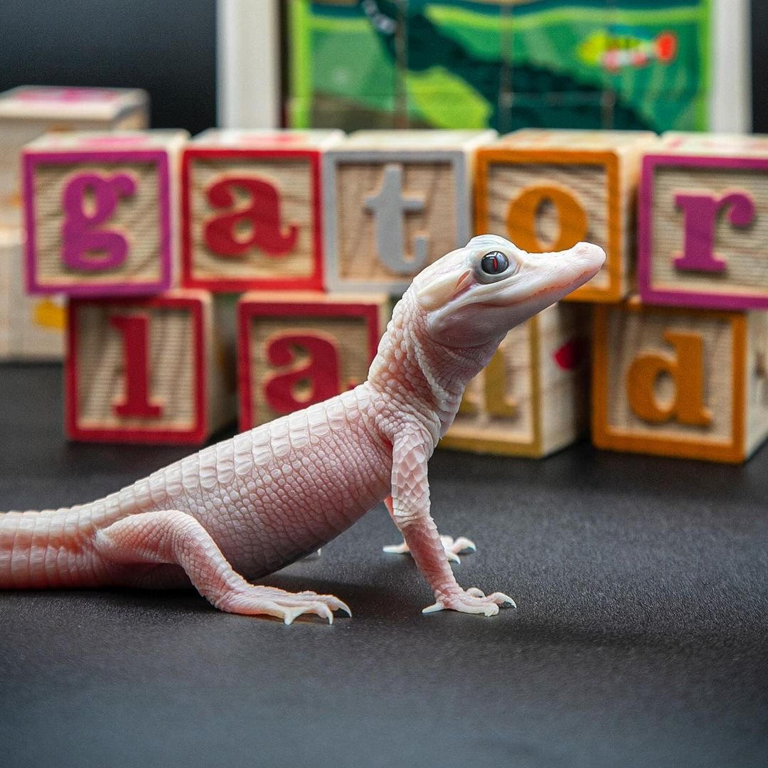 Olyan ritka aligátorbébi született, amiből mindössze 7 példány létezik