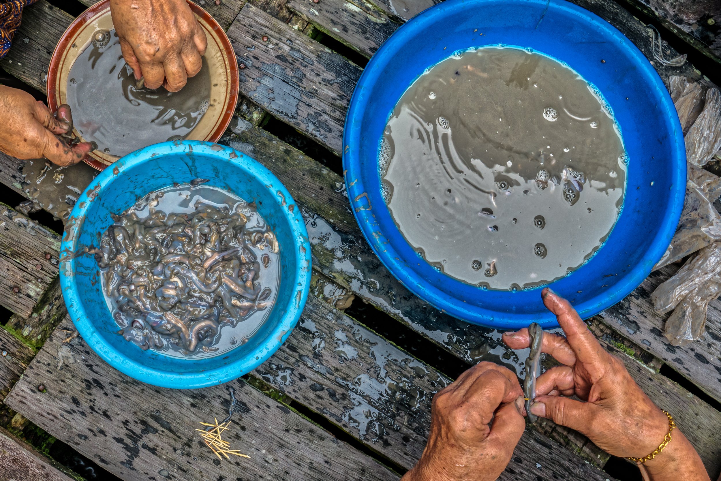 Sok gyomor fog összerándulni, ha valóban ez lesz a jövő tengeri herkentyűje