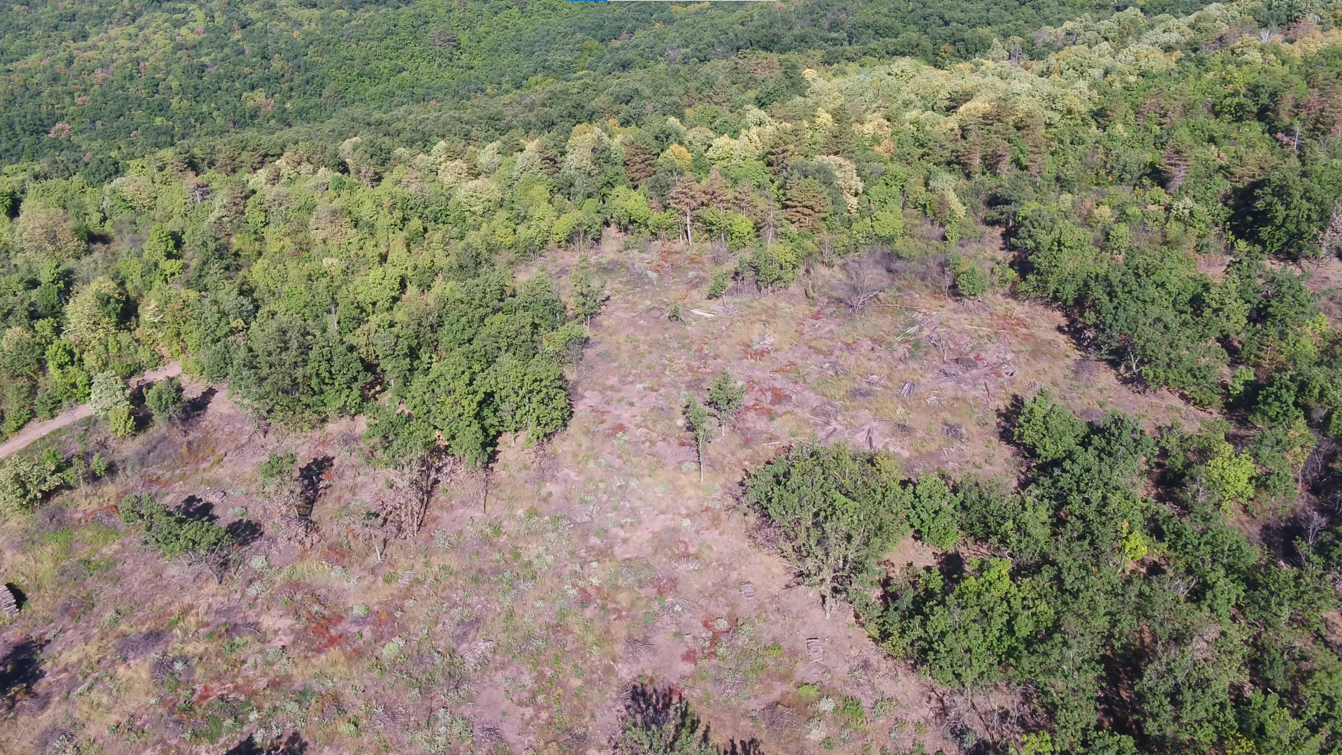 Videón a tavaly leégett, majd 2023-ra újjászületett mecseki erdő