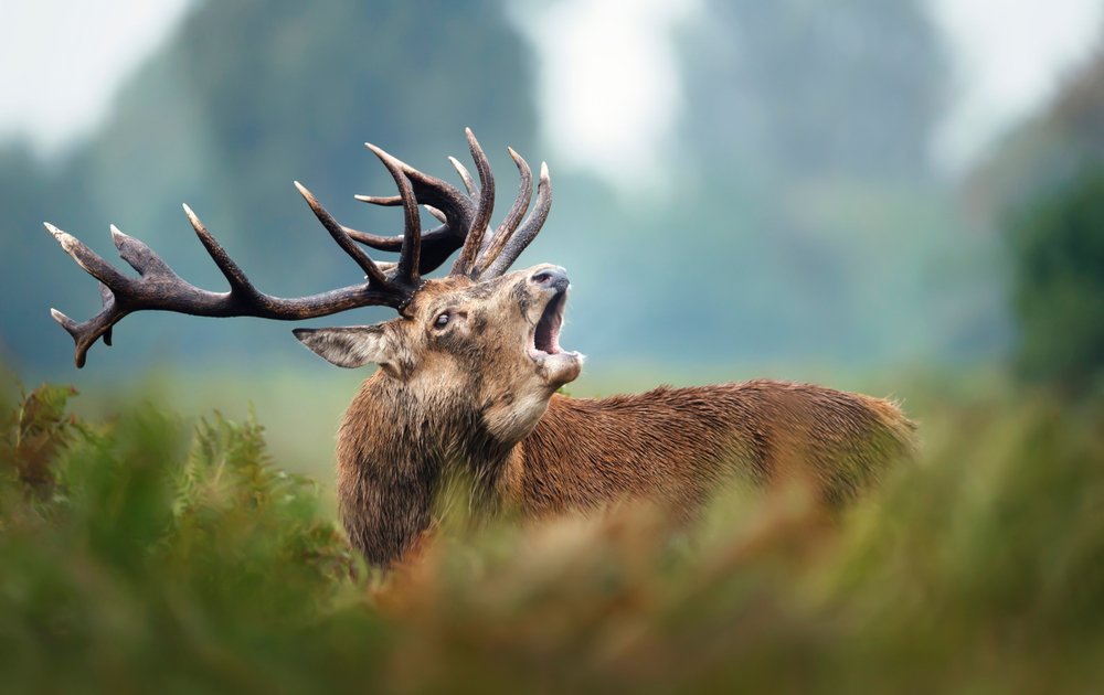 Nyakunkon a szarvasbőgés: ezek a legjobb helyek a fülelésre