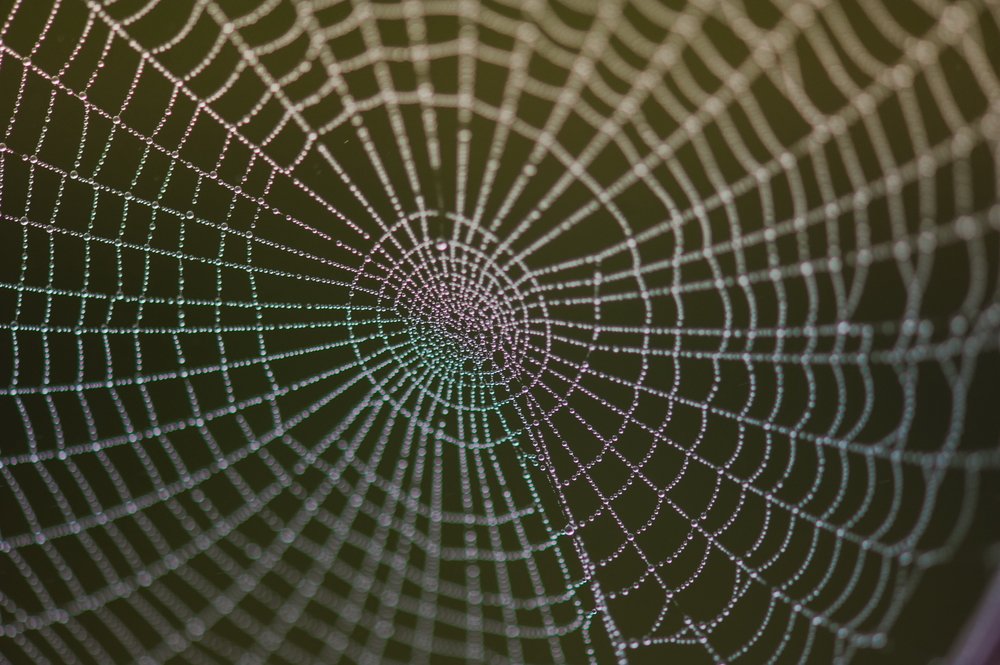 Vannak Magyarországon mérges pókok? Nem is egy!