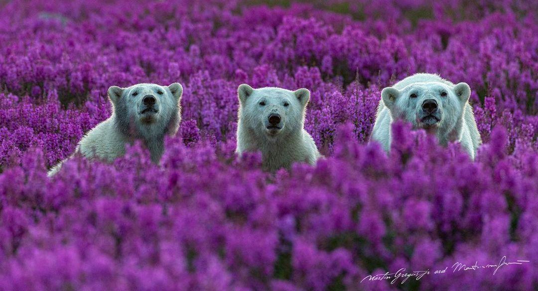 Ilyen a nyár az Északi-sarkon boldog jegesmedvékkel