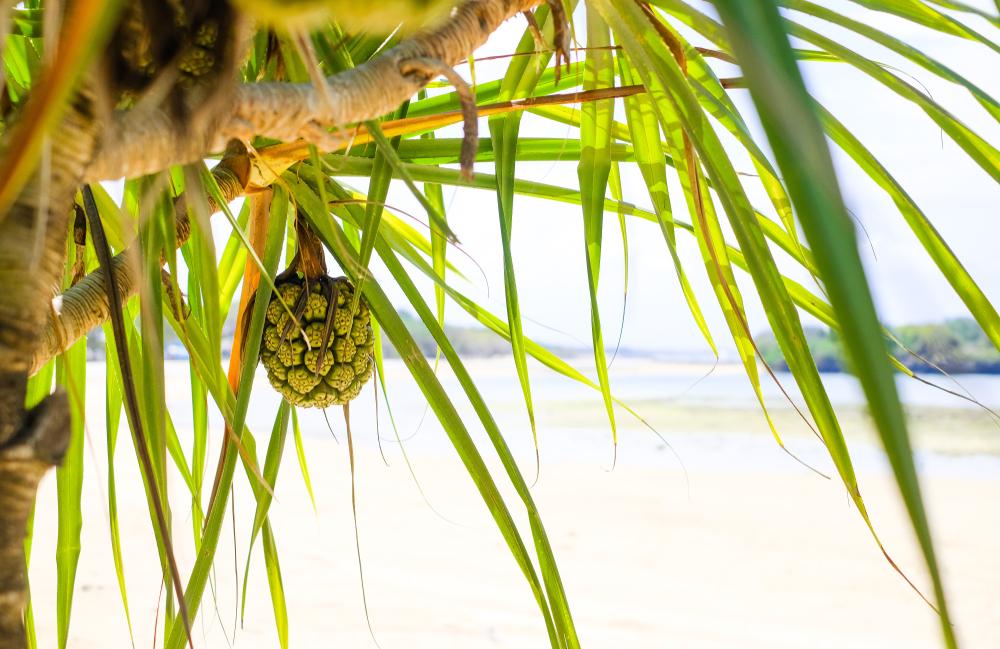 5 növény, ami megmentheti az emberiséget az éhezéstől