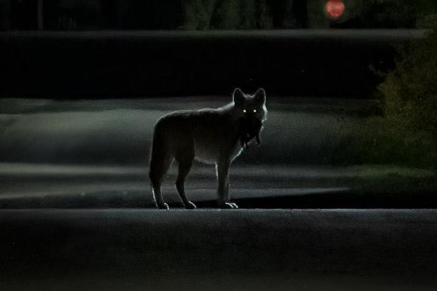 Képgaléria: vadon a városban