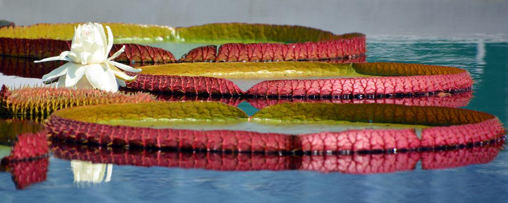 A legérdekesebb növények, amiket érdemes felkutatni utazás közben