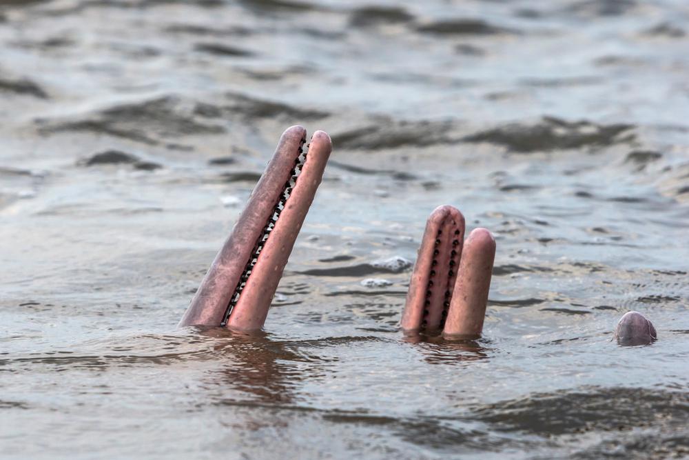 Tényleg léteznek pink delfinek?